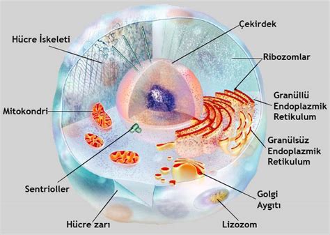 mikroskop ve hücrenin keşfi